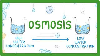 GCSE Biology  Osmosis 8 [upl. by Notnerb]