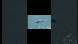 Fact about Portuguese man of war PhysaliaPhysalis nature short [upl. by Anyahc]