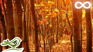 Fall Asleep Fast Deep Relaxing Music Sleep Music Meditation Music Sleeping Music ★135 [upl. by Sprague]