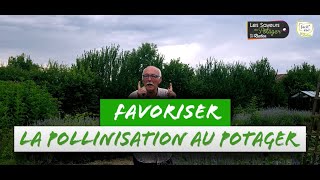 Favoriser la pollinisation au potager [upl. by Aneehsak]