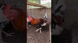 whitehackle gamefowl rooster gamefowlbreeder gamefowlbreeding gallosdecombate [upl. by Leunas]