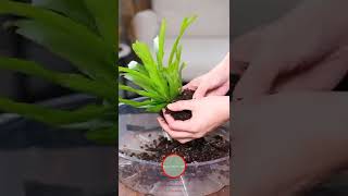 shorts Birds Nest Fern Repotting  Plant Mom Care [upl. by Nasah]