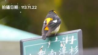 黃眉黃鶲☆公母☆雅集攝影製作☆攝於：台北植物園＆景美萬慶公園☆拍攝日期：1131122＆1103 [upl. by Anawik187]