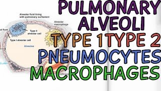 64 Type I and II Pneumocytes [upl. by Thorsten643]