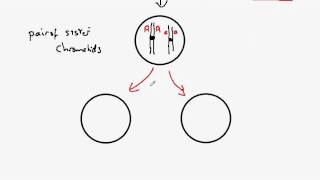 325 Meiosis [upl. by Caspar763]