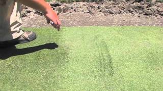 Annoying Grain on a bentgrass green [upl. by Rabkin289]