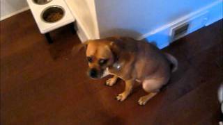 Does your puggle do this [upl. by Pontone]