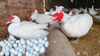 Raising Muscovy to Lay Eggs Effectively  Muscovy Ducks Farming [upl. by Miguela]