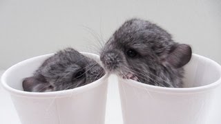 Cup O Chinchillas [upl. by Siul609]