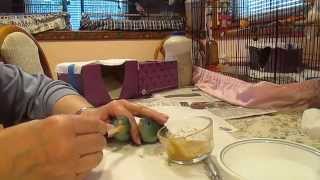 Hand Feeding Lineolated Parakeets Part 4  At 45 Days Old [upl. by Ardnaeed]