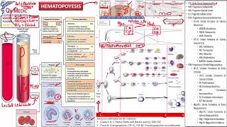 1 HEMATOPOYESIS Y ERITROCITO [upl. by Oiligriv322]