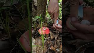 Mushroom Picking Techniques The Mushroom Era shortsviral viralvideo asmr wildmushrooms [upl. by Akerboom376]