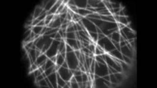 Microtubule Dynamics in Plants [upl. by Safko919]