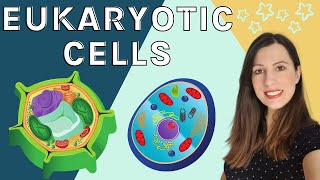 EUKARYOTIC CELLS A level Biology  Structure amp function of the organelles found in eukaryotic cells [upl. by Annelg]