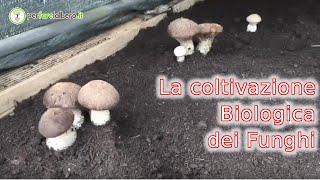 La coltivazione Biologica dei funghi consigli sui trattamenti [upl. by Macario164]