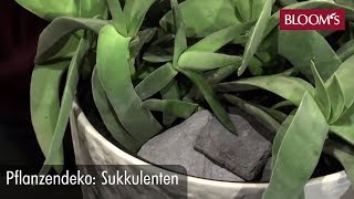 Pflanzendeko Sukkulenten  DIY  BLOOMs Floristik [upl. by Merkle294]