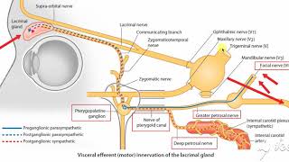 Pterygopalatine ganglion 3 [upl. by Trin]