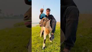 Remote control Bakra animal unboxing 🔥shortvideo [upl. by Meris]