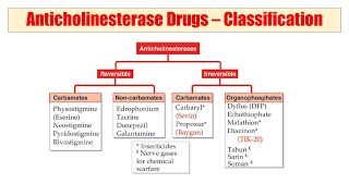 01 Anticholinesterase  Audio Pharmacological Classification of Drugs  काम का है की नहीं आप बताइए [upl. by Lalaj]