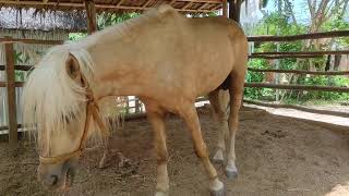 Tame and cute striped horse in a healthy stable sound riding horse [upl. by Aritak]