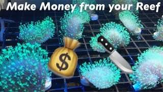 Making MONEY from your Reef How to Frag a Toadstool Coral [upl. by Yesima]