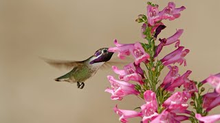 Tips on Growing Penstemons [upl. by Anael968]