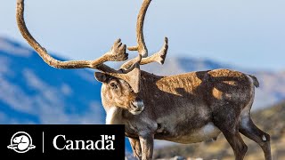 Caribou en péril  Rétablir une espèce en péril emblématique  Parcs Canada [upl. by Sicular949]