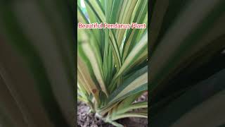 Pandanus Plant Care Tips👌👍How To propogation amp Some important tipslowmaintananceplantbeautiful❤️ [upl. by Tammie]