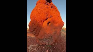 The Fascinating World of Termite Mounds An InDepth Look [upl. by Kabab]