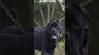 CANE CORSO VS PRESA CANARIO Strength Comparison canecorso presacanario mastiff [upl. by Romano]