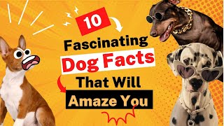 10 Fascinating Facts About Dogs You Didnt Know That Will Blow Your Mind 🐶✨ [upl. by Aitnecserc634]