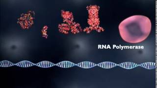 What is gene regulation [upl. by Nydnarb]