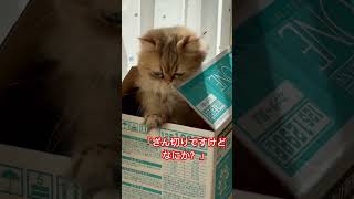 猫の毛玉カットしてた結果😳 [upl. by Eednam]