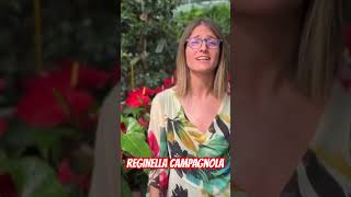 O Campagnola Bella… polka organettoabruzzese italiansongs [upl. by Ogirdor773]