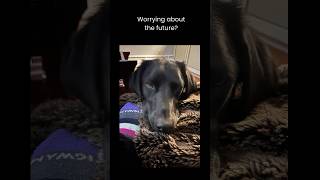 Worry a lot Try this Anxious anxiety anxietyrelief anxietytips dogshorts overwhelmed [upl. by Aihsal]