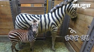 얼룩말 세로를 보면 생각나는 새끼 얼룩말이 있습니다ㅣBaby Zebra’s Reaction Seeing The Doll Looks Like Mommy [upl. by Garlinda]