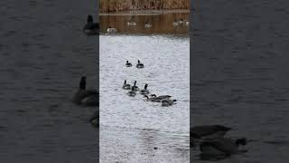 Canada goose have a meeting [upl. by Chelsea]