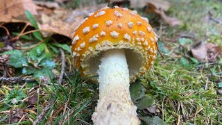 Fly Agaric Mushroom [upl. by Salita]