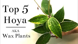 Top 5 Hoya Wax Plants [upl. by Anitra]