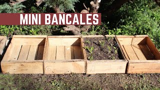 Como Pasar Plantines a Bancales Reutilizables  Agroecológico y Autosustentable [upl. by Rotkiv]