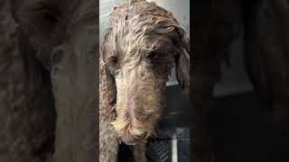 Lincoln  Labradoodle groom [upl. by Nevet]