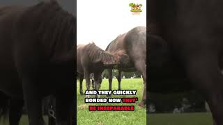 Rescued Pony Finds Love amp Family 💕  Heartwarming Animal Story 🐴 AnimalRescue PonyStory shorts [upl. by Guyer]