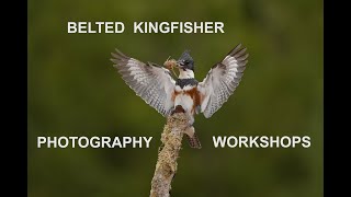 Belted Kingfisher photography workshops at paulrossibirdscom [upl. by Rakia]