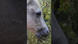 Thats A Jim Dandy Aint It Bubba 😂 farming gingerspecifics horse hurricane nature farm short [upl. by Henrietta]