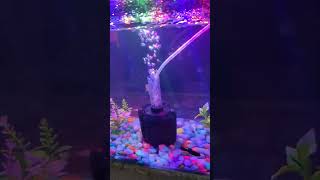 Fish tank 🐬aquarium 🐟fishtank fish guppy betafish fishaquarium beta [upl. by Yllrebmik]