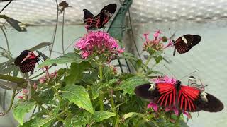 Heliconius erato The Small Postman  Tropical Butterflies UK [upl. by Valda753]