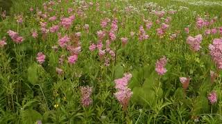 Queen of the Prairie Filipendula rubra in Southern Wisconsin [upl. by Airam636]