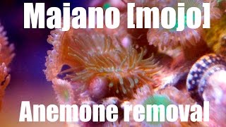 Majano Mojo Anemone removal Part 1 [upl. by Atnom]