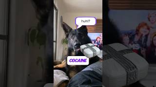 Retired Police Dogs Hilarious Reaction [upl. by Tserof]