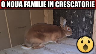 O Noua Familie In Crescatorie REX PITIC [upl. by Royal]